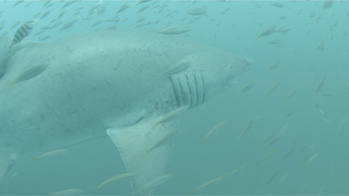 Shark and Fish